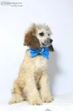 Graham AKC Moyen Poodle