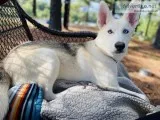 Shepherd husky Timberwolf mix puppy