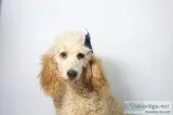 Gidgette AKC Moyen Poodle