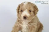 Flash F1b Mini Aussiedoodle