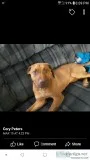 Free Female BloodhoundLab mix
