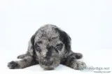 Nibbles AKC Mini Poodle