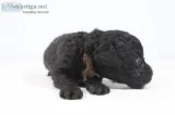 Gavin AKC Mini Poodle