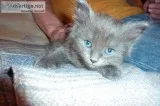 WANTED solid gray longhired male kitten