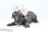 Clover AKC Mini Poodle