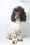 Axle AKC Moyen Poodle
