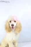 Avery AKC Moyen Poodle