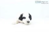 Higgins AKC Mini Poodle