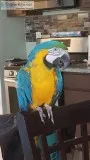 Beautiful blue and yellow macaw for sale