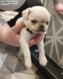pug puppies for re-homing