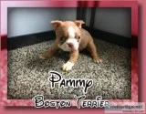 Pammy Female Boston Terrier