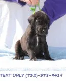 Great Dane Puppies Available Today
