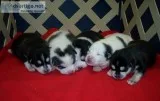 Pomsky pups