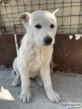 Husky and German Shepard Mix Puppies