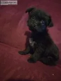 Chorkie