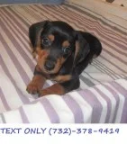 We are so excited to introduce Winnie and Jessey s Dachshund pup