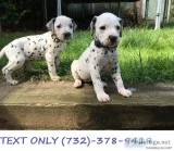 Ebbw Dalmatian puppies for sale