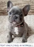Blue male frenchbulldog puppies Akc
