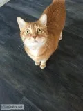 American Shorthair