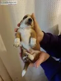 Dachshund Puppies