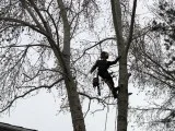 Finding for the services of Tree Pruning in South Cooking Lake
