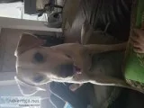 FEMALE YELLOW LAB 1 YR