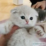 Munchin kittens