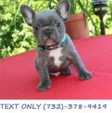 French Bulldog Puppies For Sale (blue)