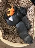 French bulldog puppies re-homing
