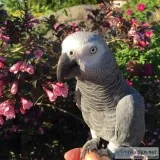 Female african grey parrot for sale