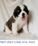 Pleasure Saint Bernard Puppies
