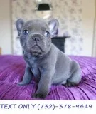 Top QQuality French Bulldogs.
