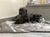 Solid blue french bulldog puppies