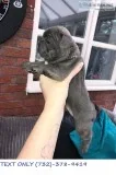3 Beautiful French Bulldog Puppies For Sale. 2 Males  1 Female