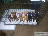 Puppies for sale