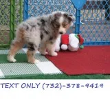 Organized Australian Shepherd Puppies.