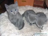 Candy kobold russian blue prairie bitterfoot