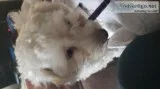 2 dogs for a good home