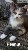 FREE Kittens to Loving Homes