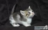 Cara the chameleon munchkin calico rainythorn