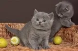 Waddles the wombat british shorthair comet mossyshadow
