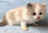 Orchid the owl ragdoll tansy funnyshine