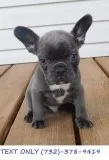 Incredible French Bulldog Puppies ( AKC Registered )