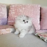 Flufkins the ferret persian turquoise cocoatwirls