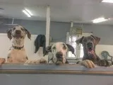 Dog Grooming Boston - MA