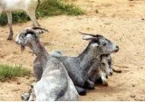 Sahelian Goats call or text 251-303-3817