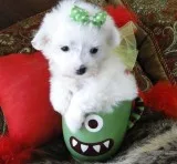 Maltese pure breed white tinny lovely pups