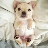 Super Baby French Bulldog Puppies For Adoption
