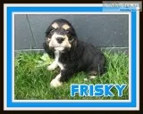 Frisky Male ACA Cocker Spaniel