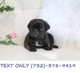Perfect Pug Puppies are Full Bred Pug